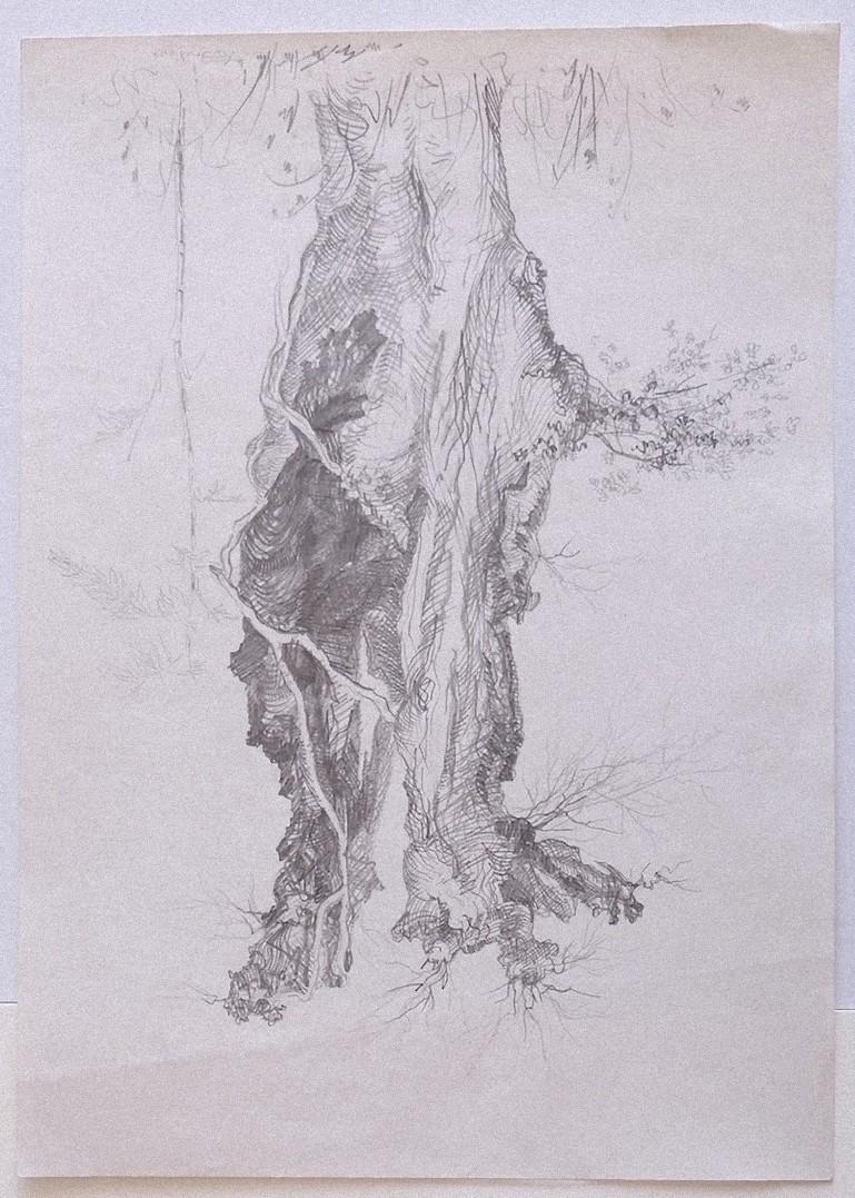 André Roland Brudieux Figurative Art - Tree - Original Pencil Drawing by A. R. Brudieux - 1970s