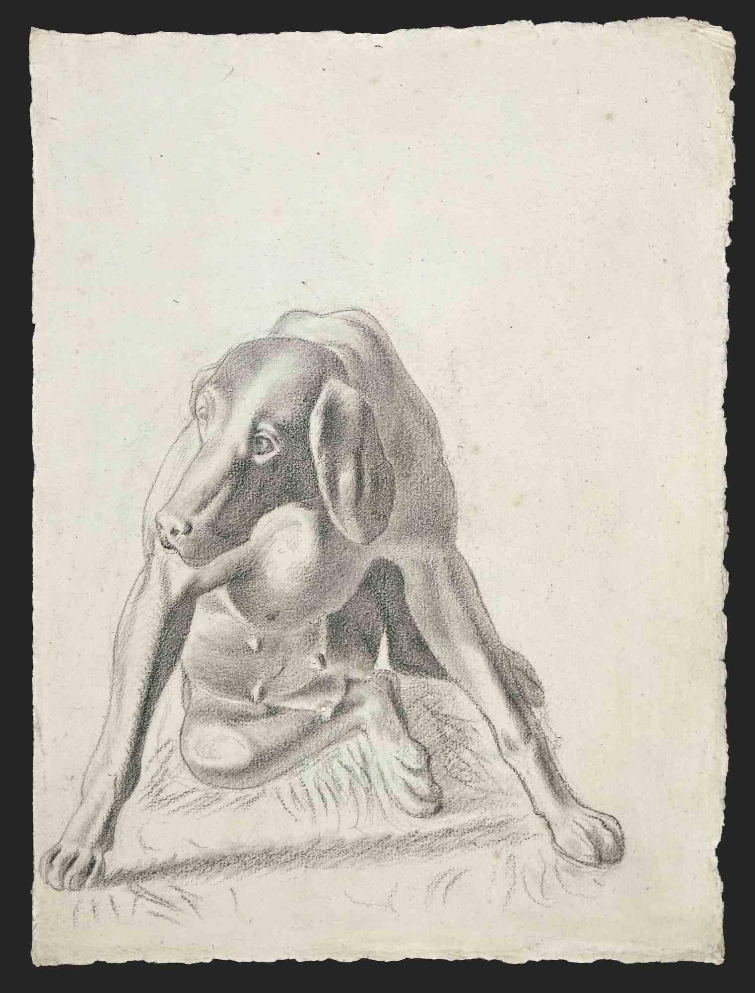 Retrato de perro - Dibujo original a lápiz - 1950