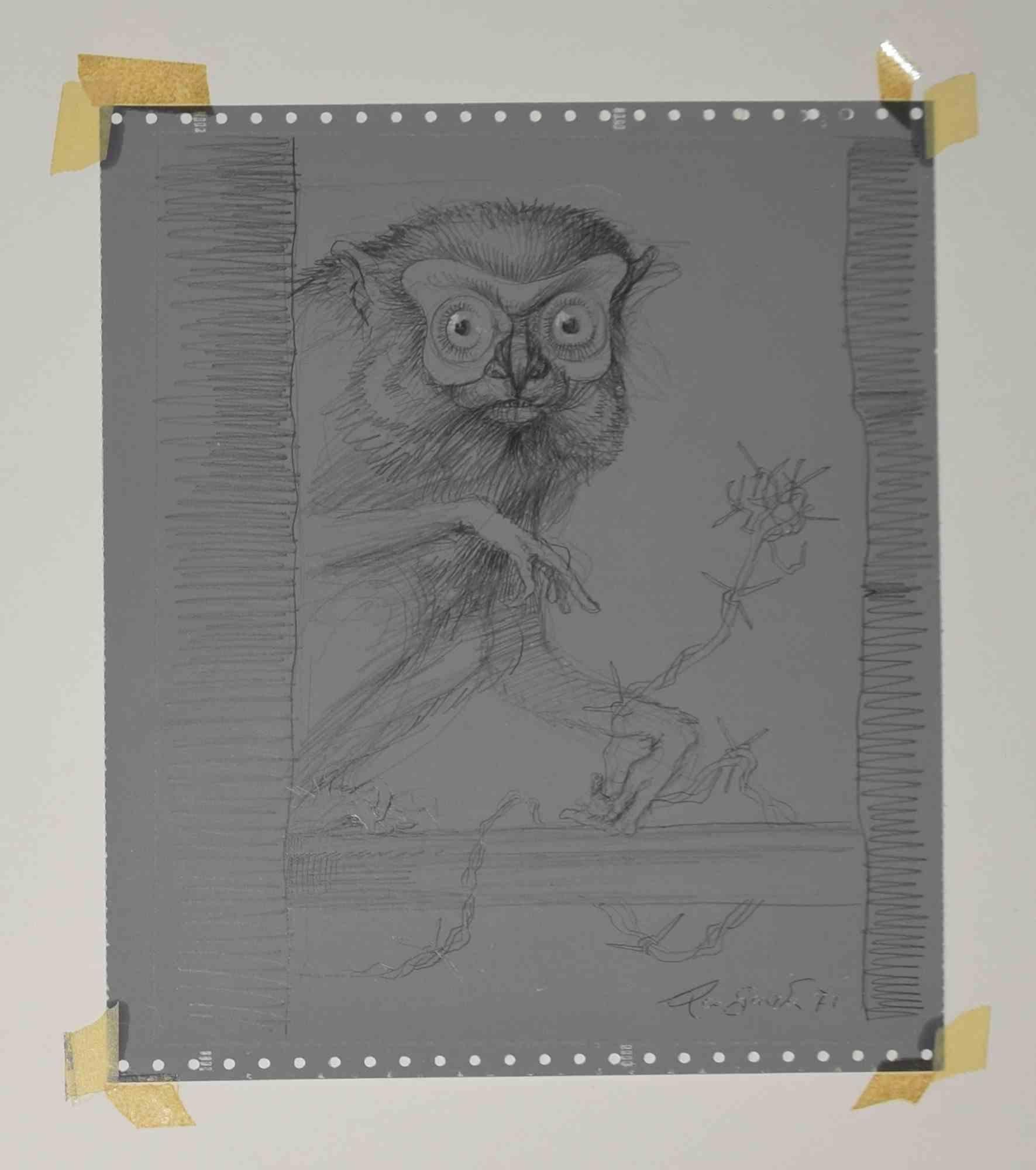 Lemur - Drawing by Leo Guida - 1971