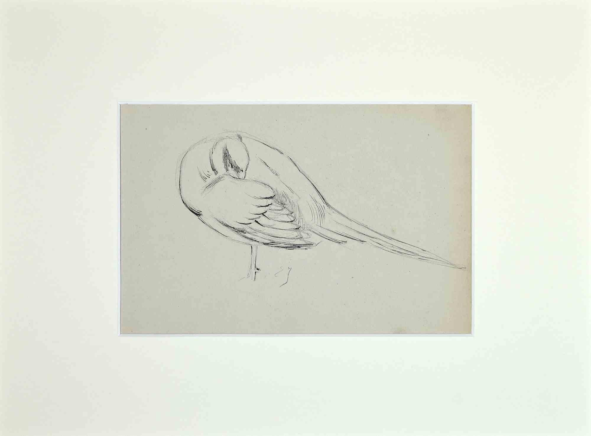 Eugène Juillerat Animal Art – Sleeping Bird – schlafender Vogel – Originalzeichnung von Eugne Juillerat – 1920