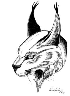 Lynx-Porträt –  Zeichnung von Enrico Josef Cucchi – 2021