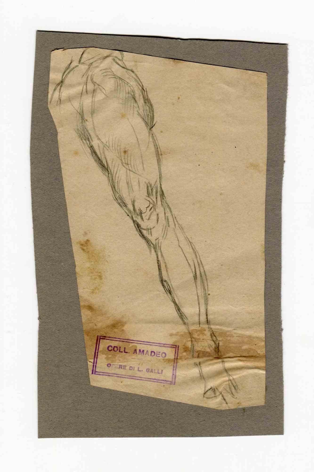 Leg is an original drawing realized by Luigi Galli in the Late 19th Century.

Stamped, "Coll. Amadeo"

Good conditions but aged.

The artwork is depicted through soft strokes and perfect hatchings.