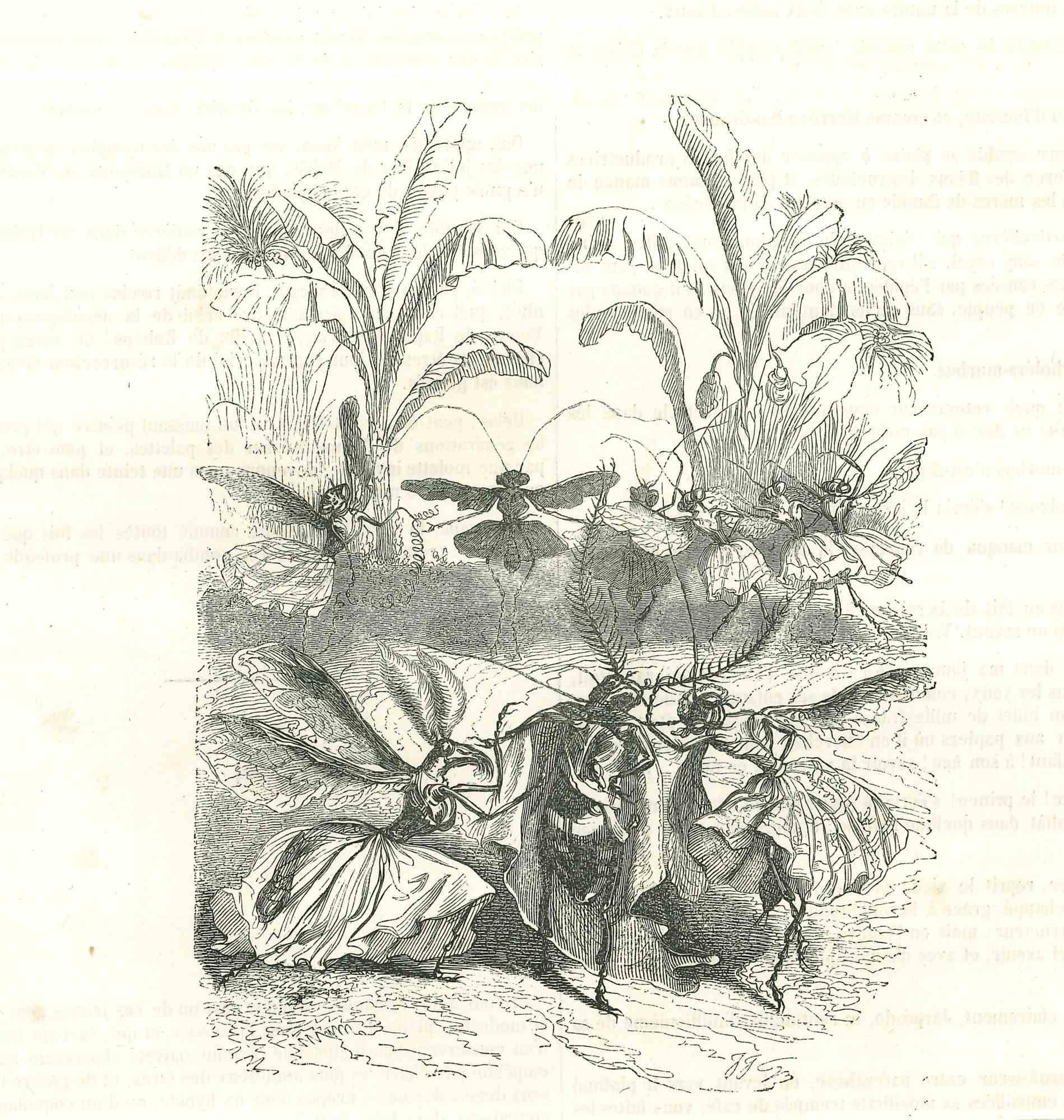 The Realm of Insects - Original Lithograph by J.J Grandville - 1852 - Art by Jean Jeacques Grandville