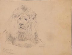 Lion - Original Drawing by Wilhelm Lorenz - 1932