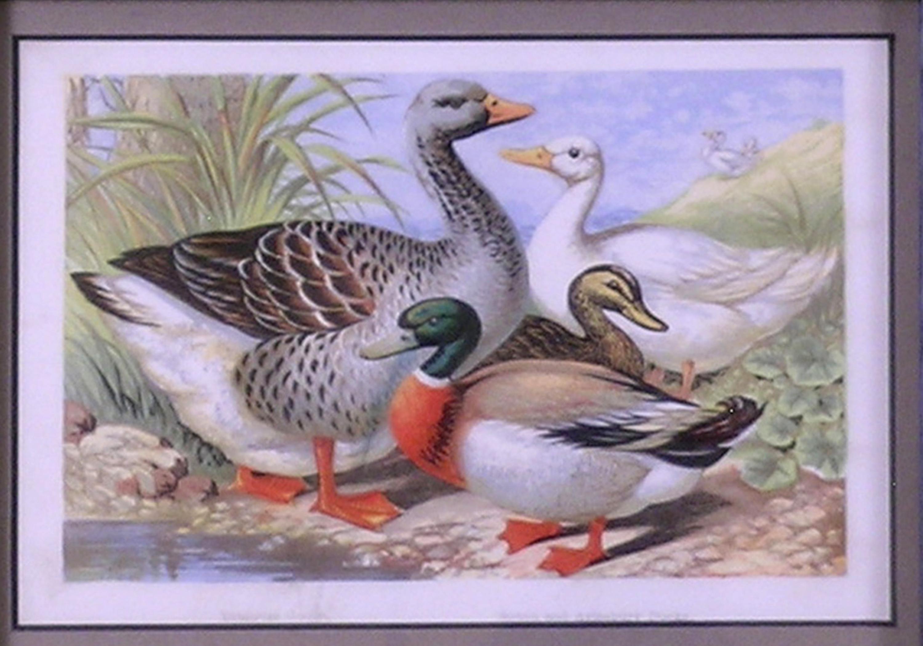 Geese & Ducks - Print by Hugh Piper