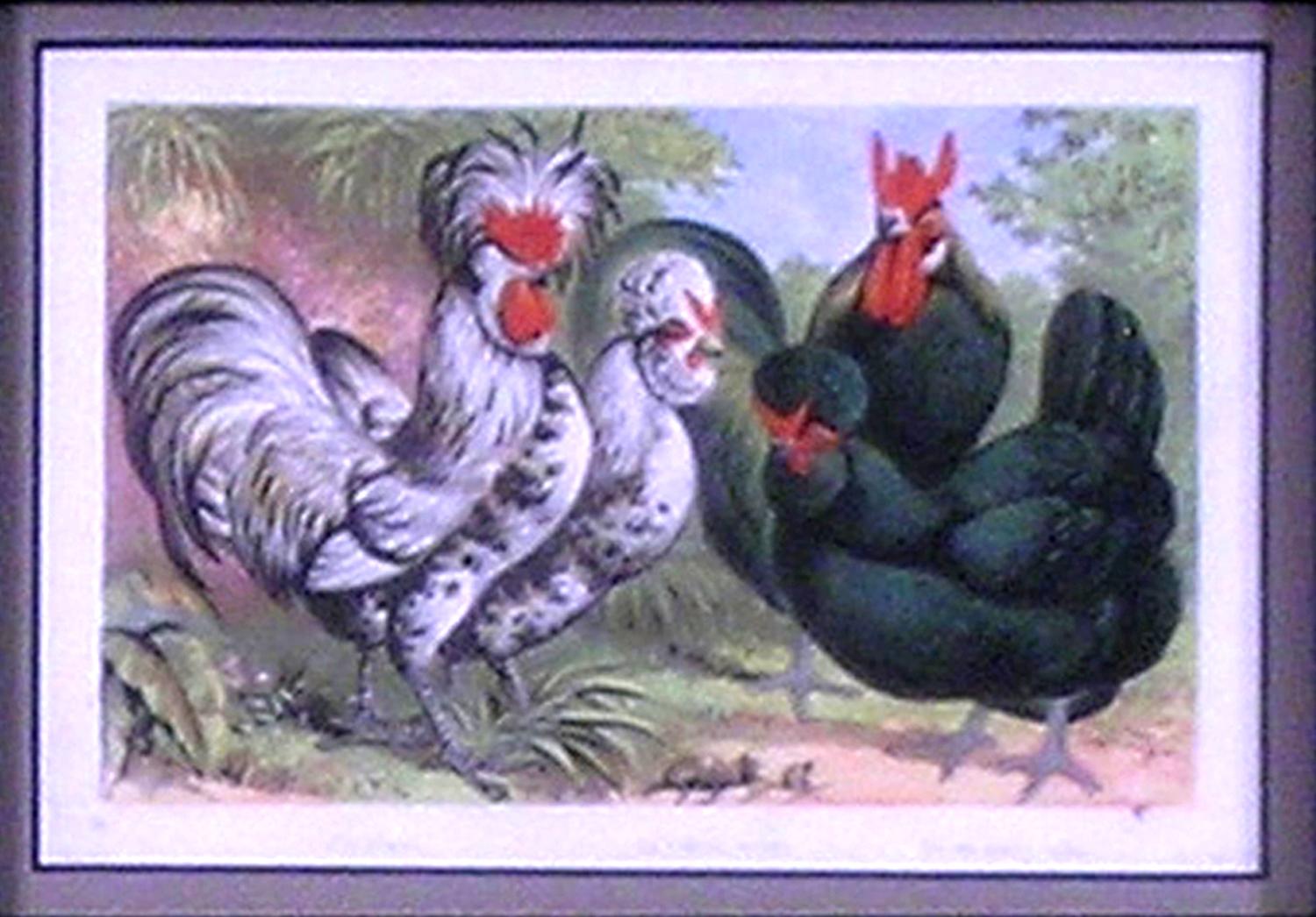 Houdans. La Flêche, cock. Crêvecoeur, hen. - Print by Hugh Piper