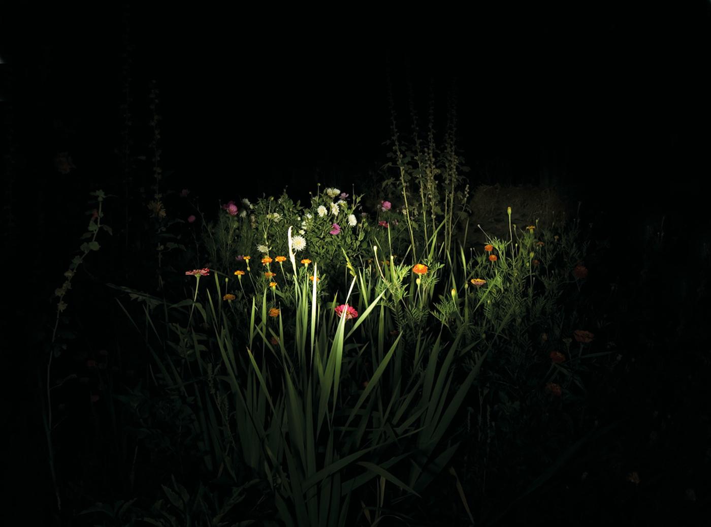 Night Garden - Zeitgenössisch, Landschaft, 21. Jahrhundert, Farbe, Nacht