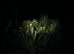 Night Garden - Contemporary, Landscape, 21st Century, Color, Night