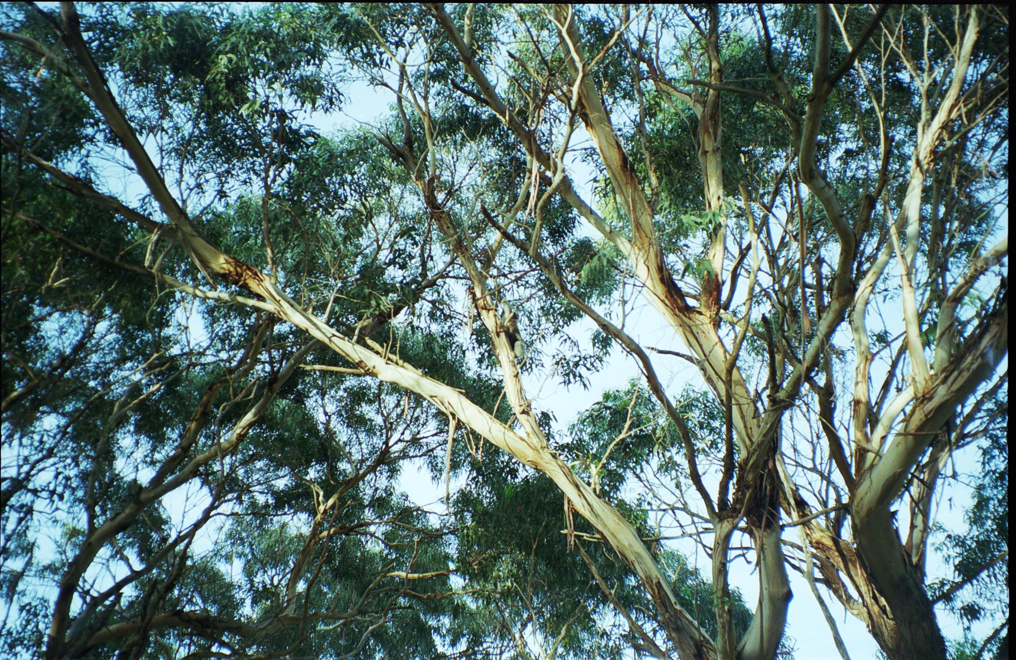 Cape Otway, South Australia