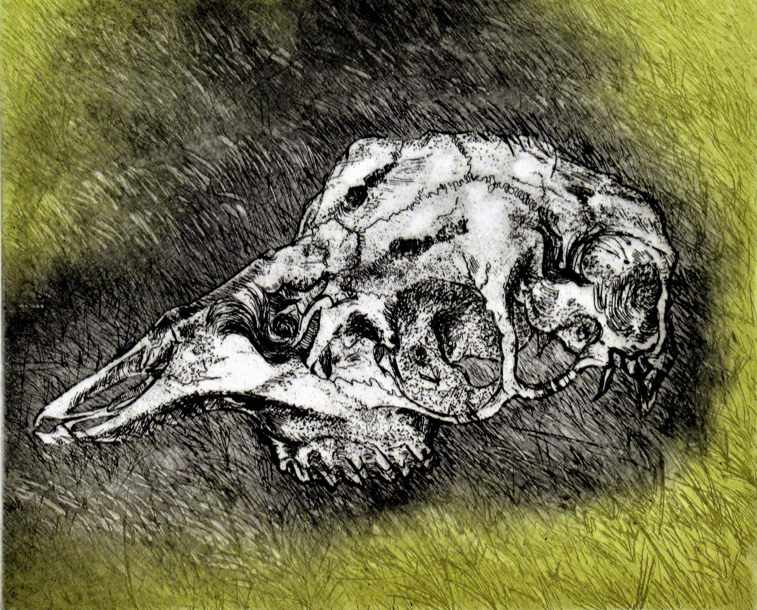 Skull - Print by Arnold A. Grossman