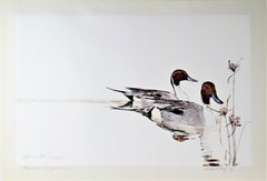 Drake Pintails with Nut Grass
