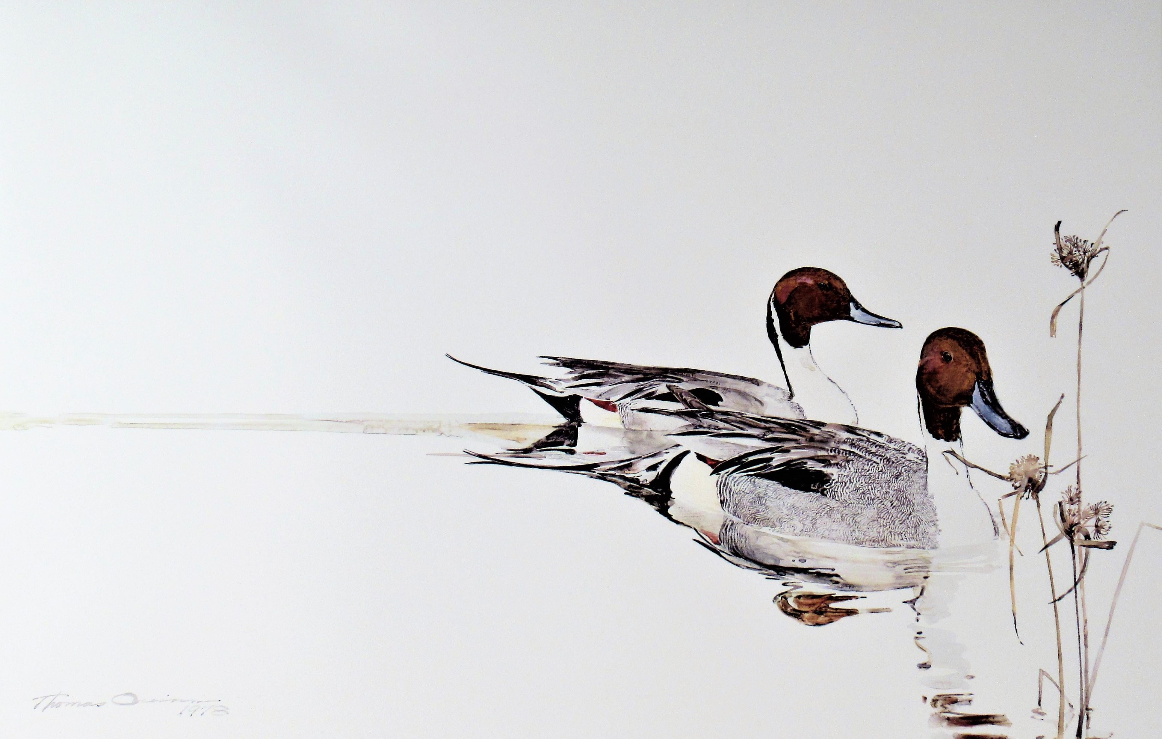 Drake Pintails with Nut Grass - Print by Thomas Quinn