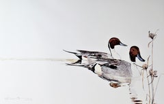 Drake Pintails mit Nussbaumgras