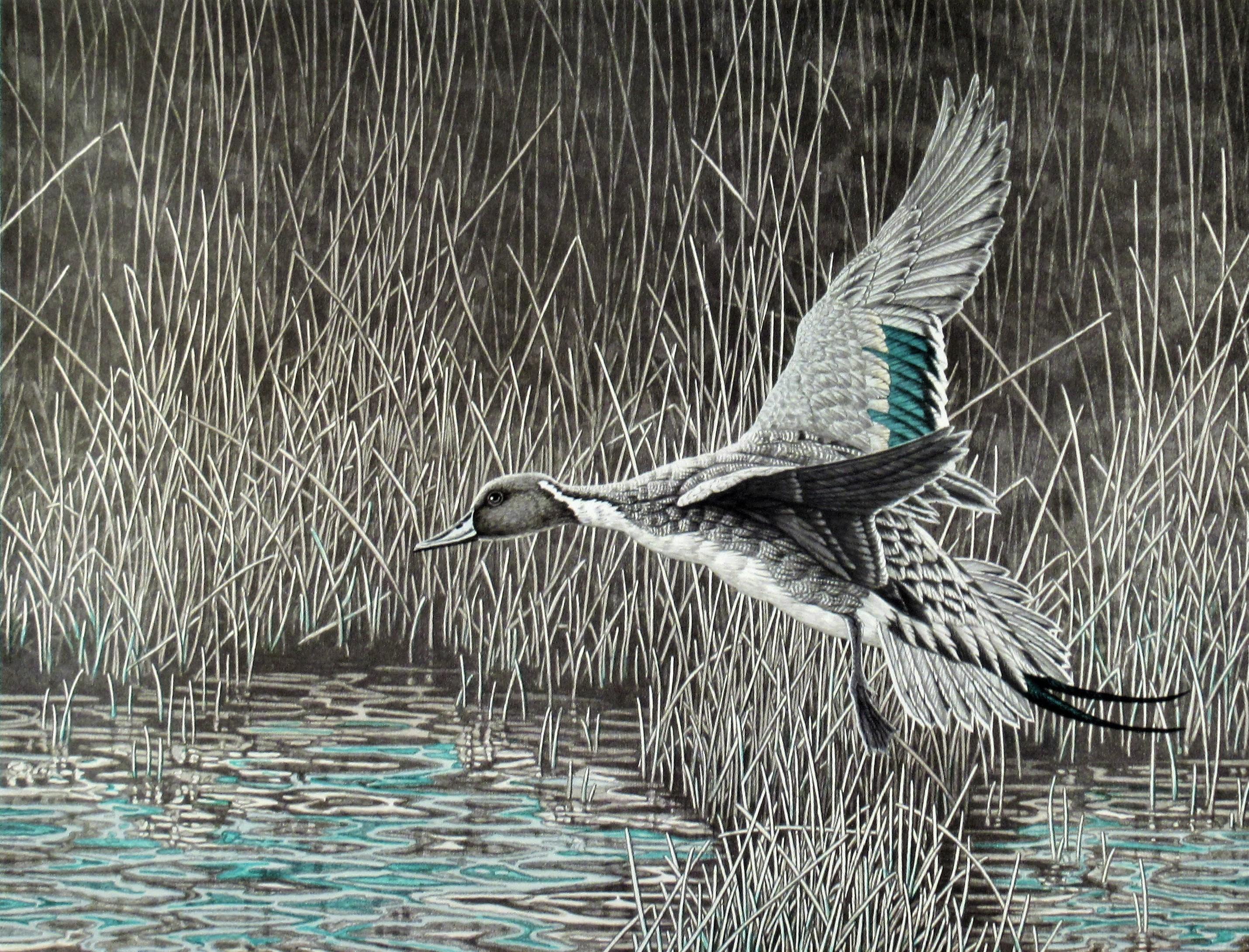 Pintail - Print by Christopher Forrest