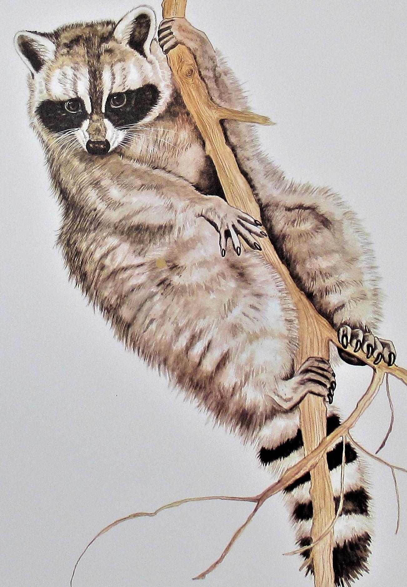 Racoon - Print by Jacquie Marie Vaux