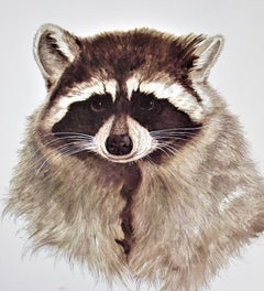 Racoon