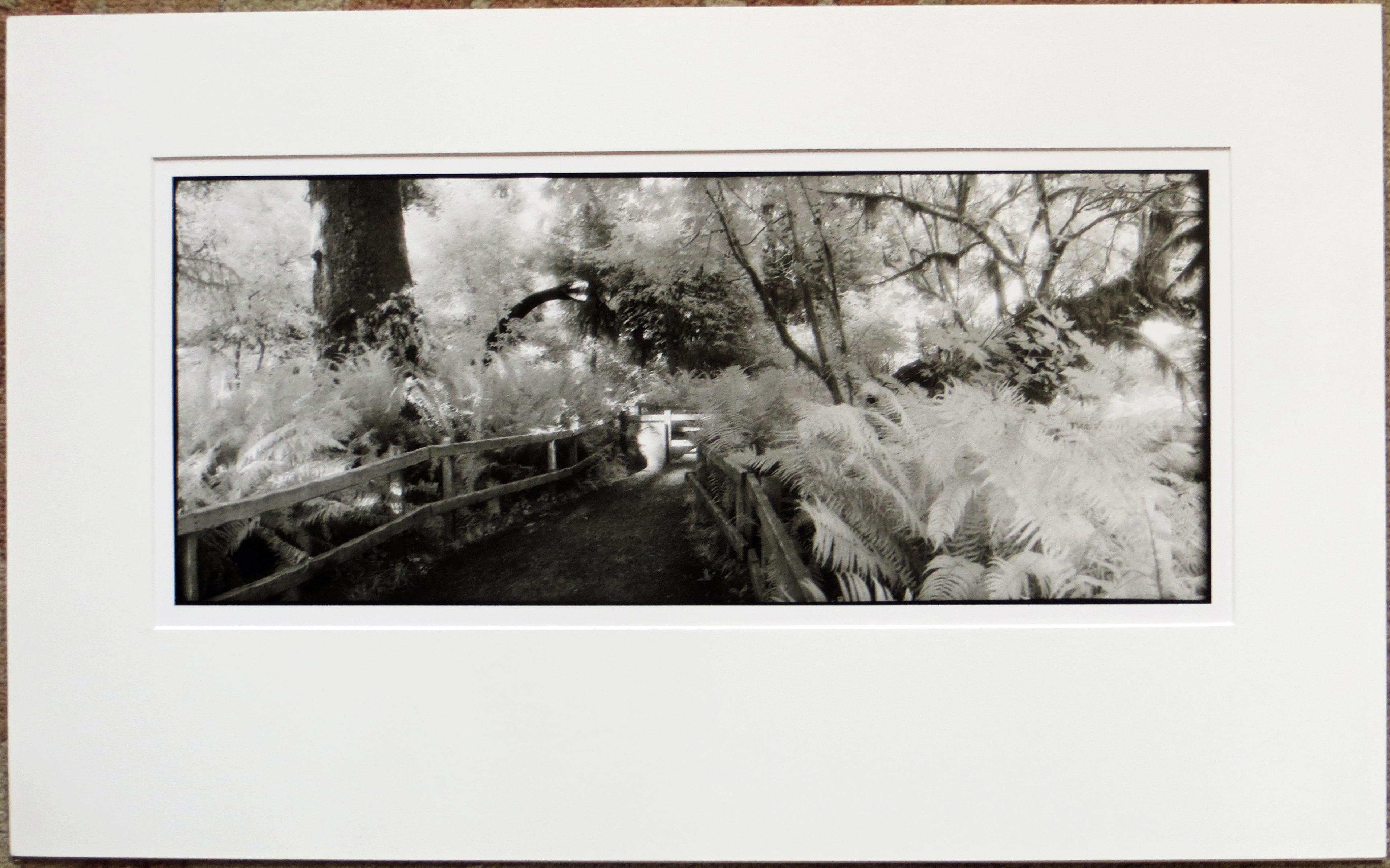 Geir Jordahl Black and White Photograph - Prehistoric Rain Forest, Oregon