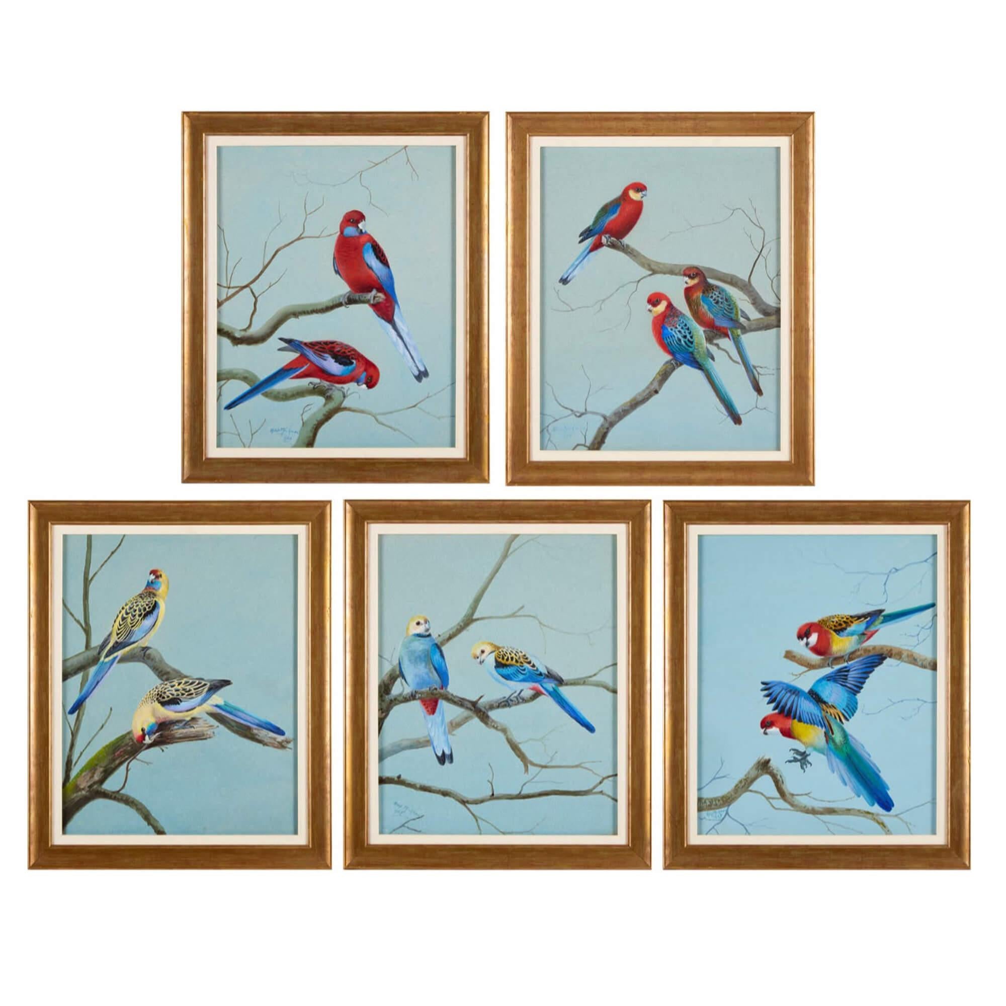 Conjunto de cinco acuarelas ornitológicas de rosellas