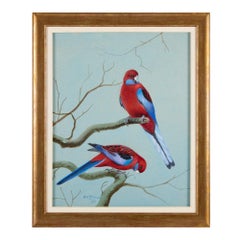 Ensemble de cinq aquarelles ornithologiques représentant des perruches roselles
