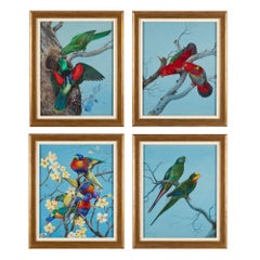 Four Watercolour Studies of Australian Parrots by Philip Rickman