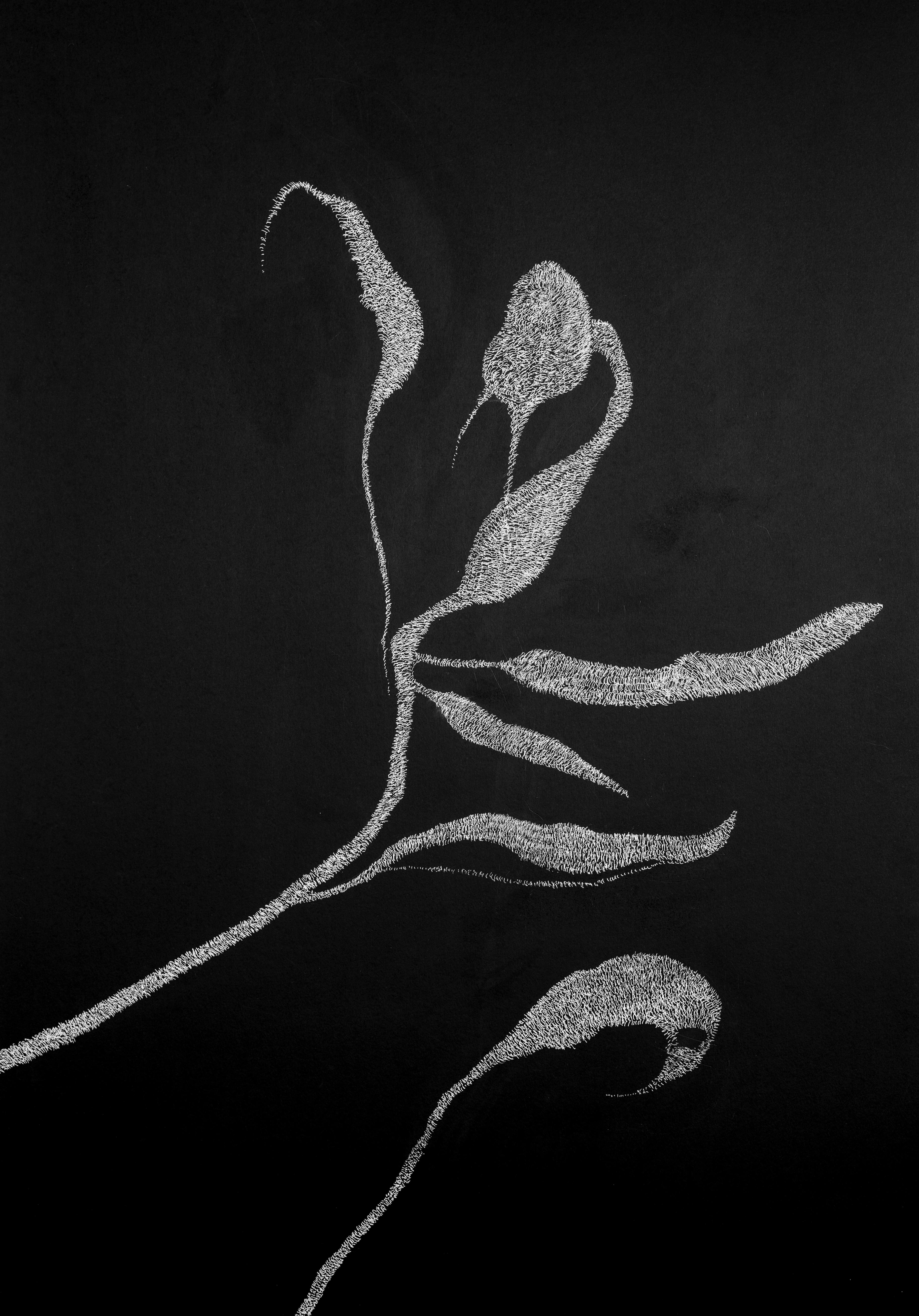 Alina Aldea Figurative Art - Secret Garden 3 - 21st Century, Flowers, Drawing, Black, White, Contemporary