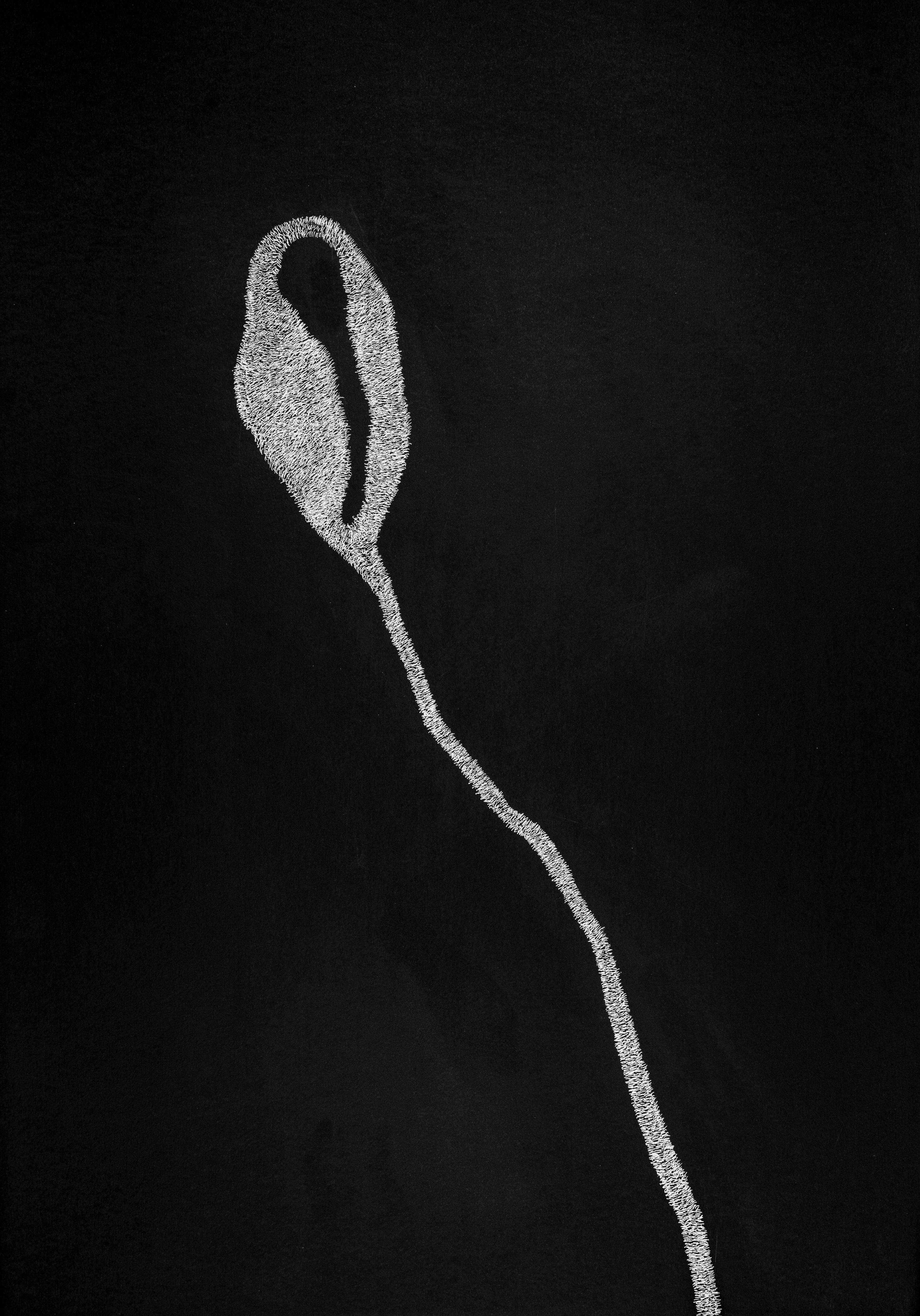 Jardín Secreto 2 - Contemporáneo, Dibujo, Flor, Negro, Blanco, Siglo XXI