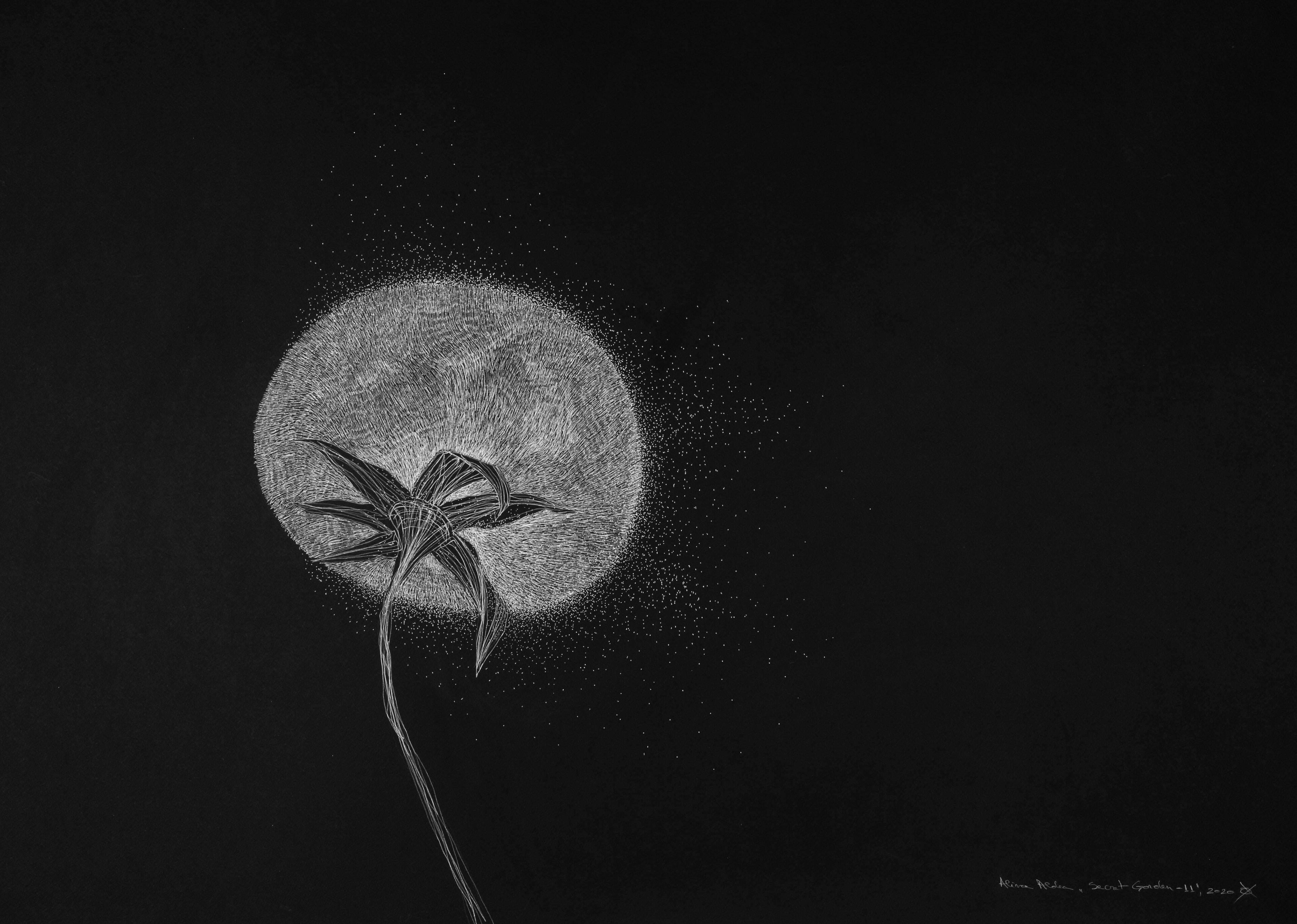 Alina Aldea Still-Life - Secret Garden 11 - Flowers, Black, White, Nature, Contemporary Art, Dandelion