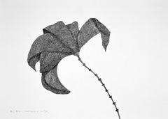 Secret Garden 18 - Contemporary, Drawing, Flower, White, Black, Figurative