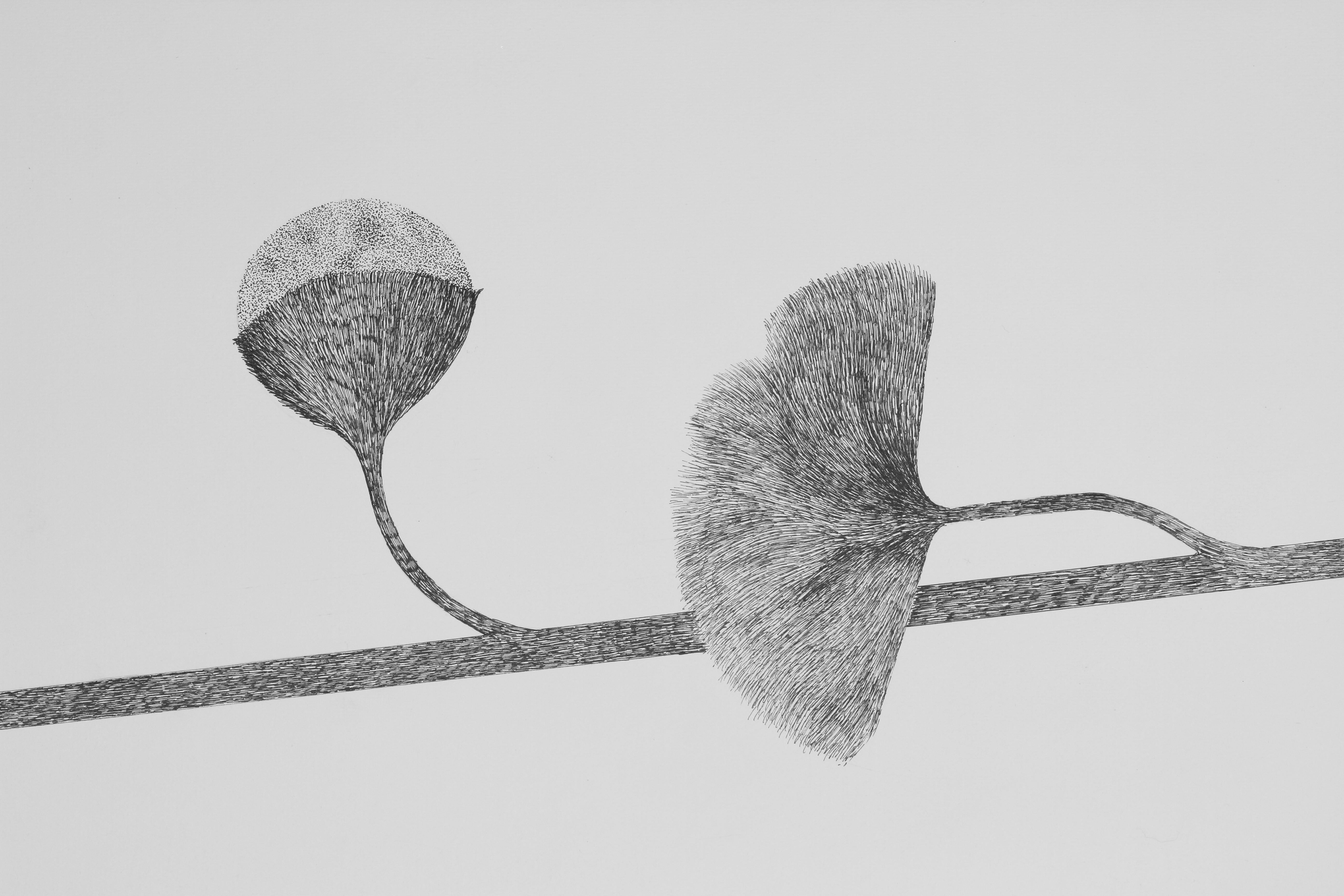 Laboratory_ Journal_ Day_ 00200 - Zeichnung, Blumenmalerei, Schwarz, Weiß  (Grau), Figurative Art, von Alina Aldea
