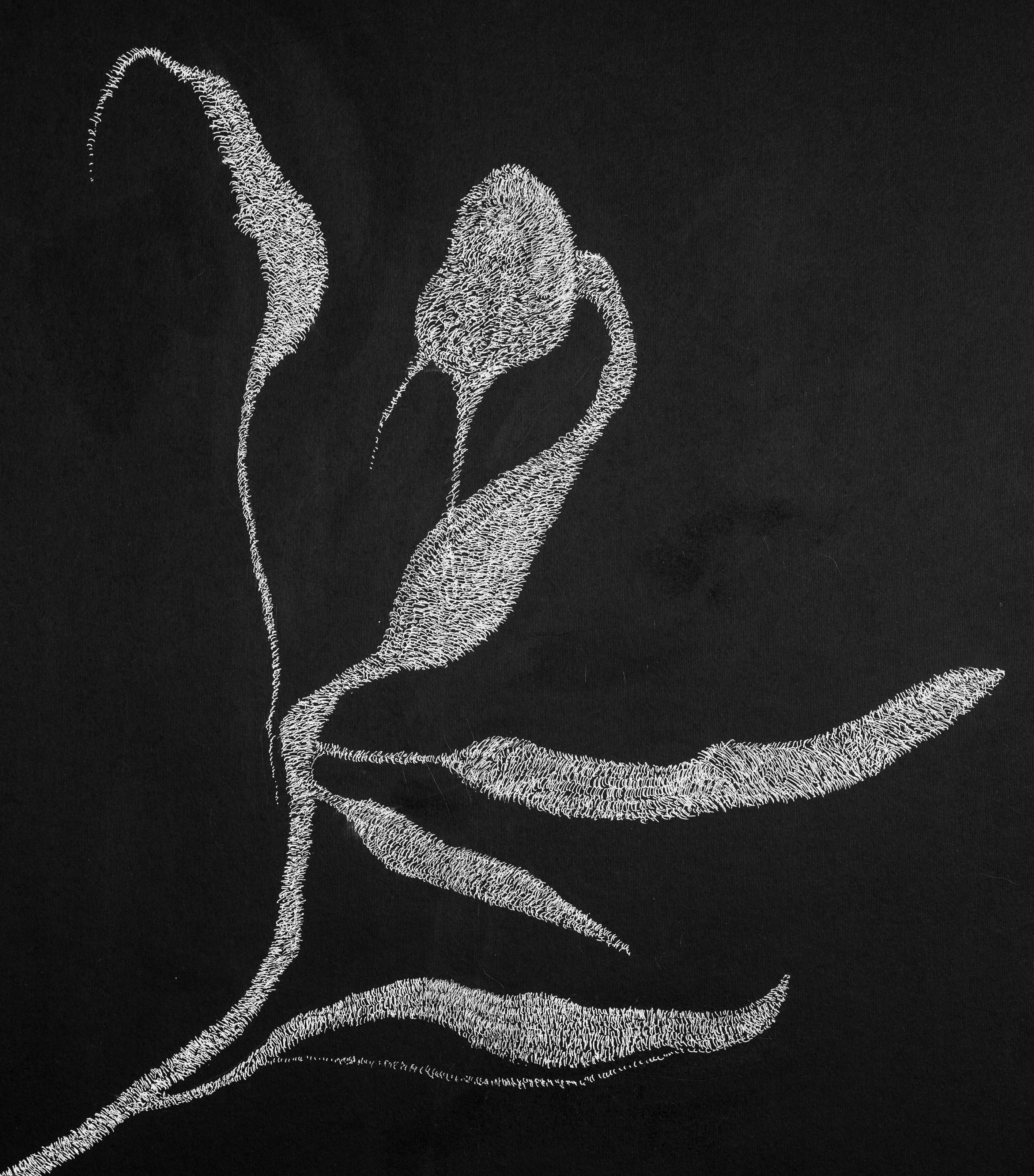 Secret Garden 3 - 21. Jahrhundert, Blumen, Zeichnung, Schwarz, Weiß, Zeitgenössisch – Art von Alina Aldea