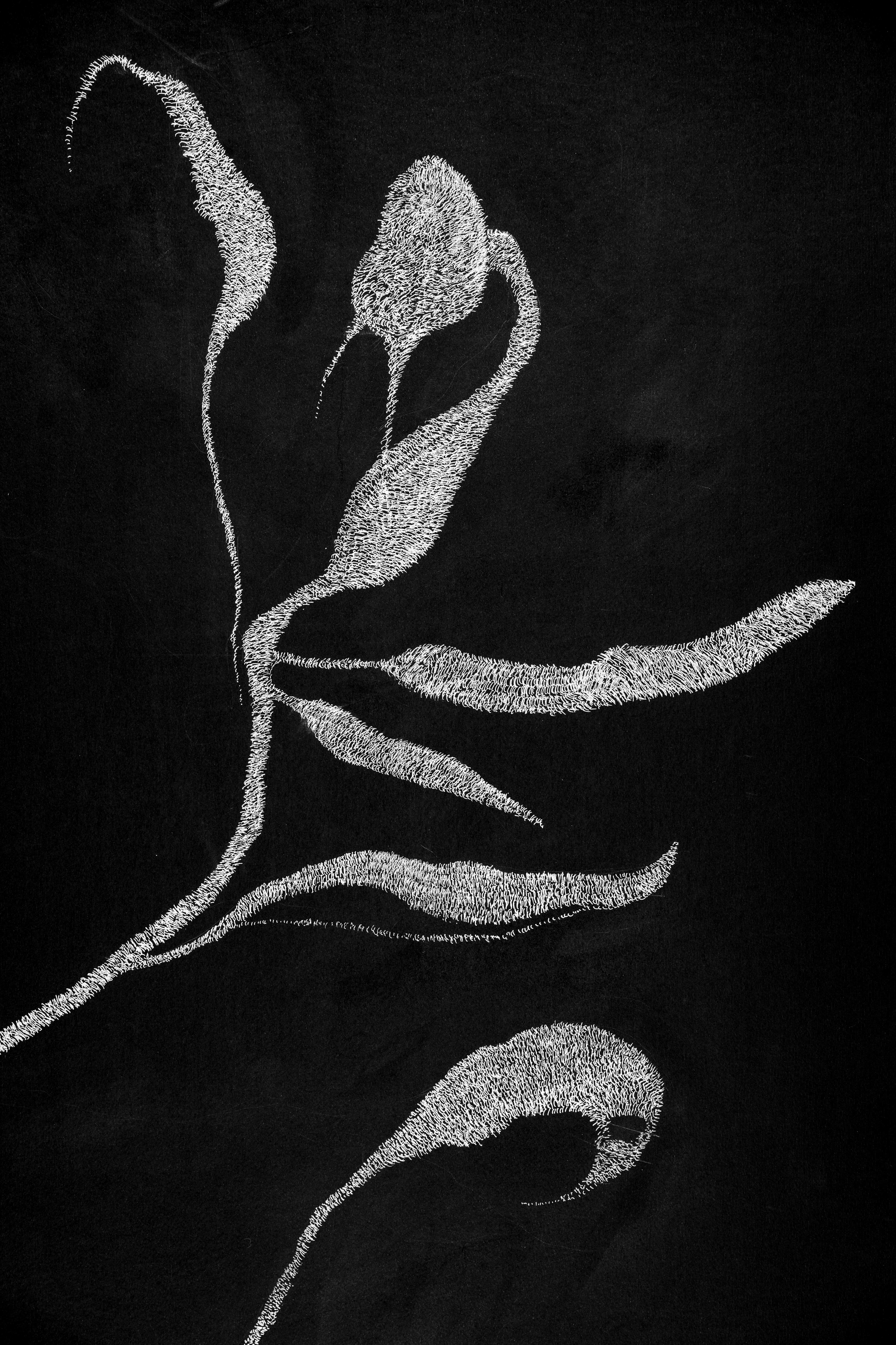 black and white drawings of flowers