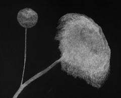 Secret Garden 12 - 21° secolo, Fiore, Bianco, Nero, Arte contemporanea