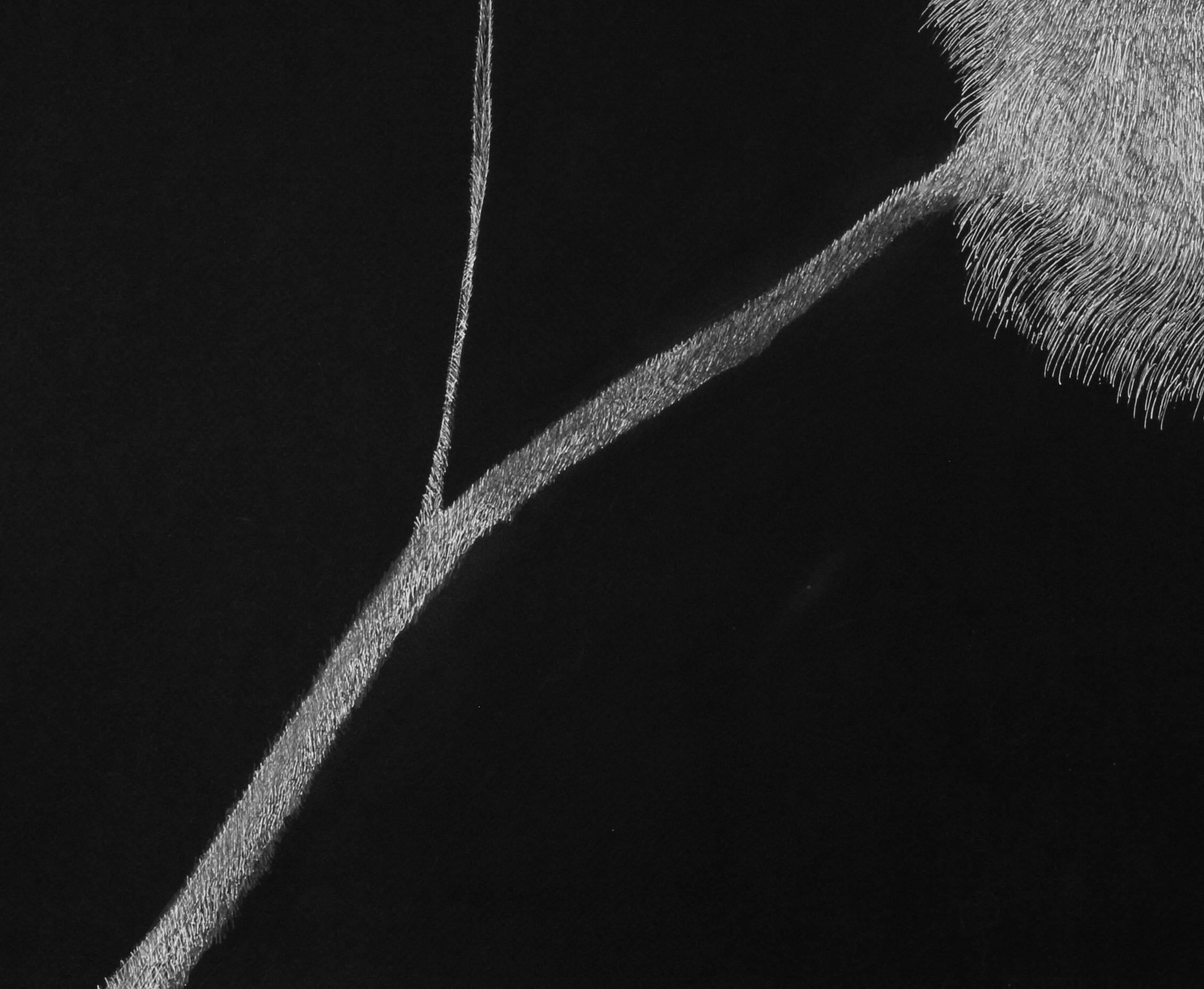 Geheimer Garten 12, 2020
weiße Tinte auf schwarzem Karton
27 9/16 H x 39 3/8 W Zoll.
70 H x 100 B cm

Die von Alina Aldea signierten Zeichnungen zeigen die Akribie und Perfektion der mikroskopischen Beobachtung. Die Kreation von Alina Aldea wird von