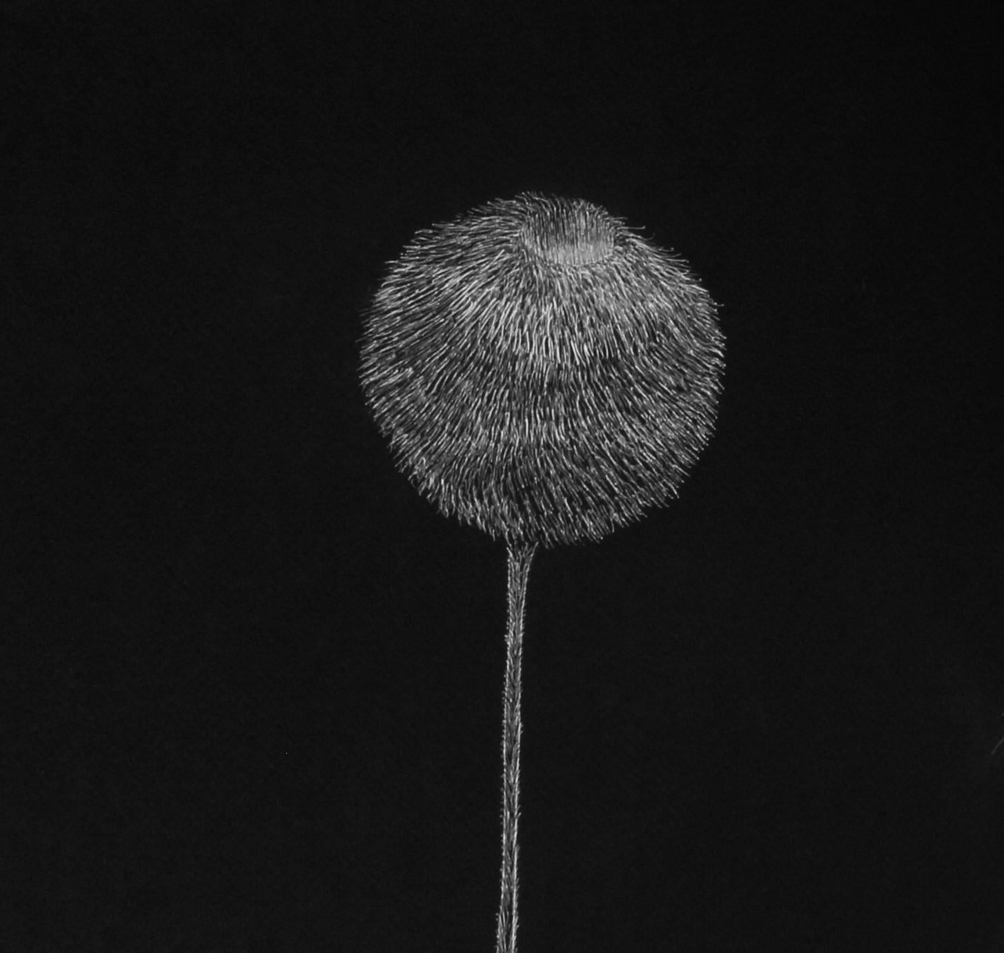 Secret Garden 12, 2020
white ink on black cardboard
27 9/16 H x 39 3/8 W in.
70 H x 100 W cm

The drawings signed by Alina Aldea show the meticulousness and perfection of microscopic observation. Alina Aldea's creation is driven by the idea of