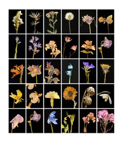 Chincherinchee – botanische Farbfotografie Drucke