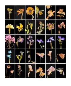Dente di leone - Stampe fotografiche botaniche a colori