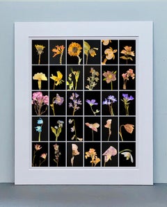 Dandelion - Botanical Color Photography Prints
