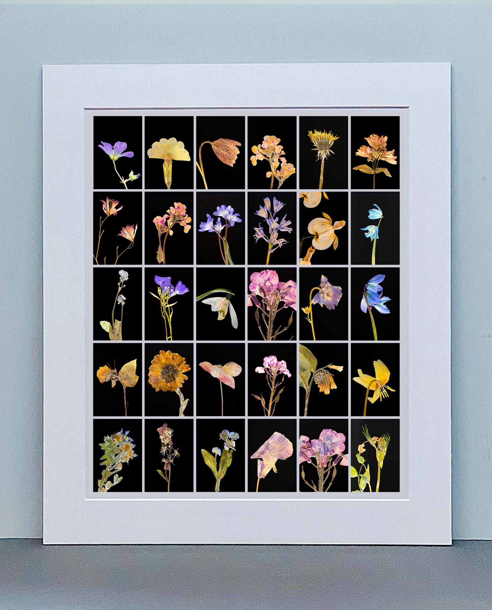 Geranio - Impresiones fotográficas botánicas en color - Photograph de Martin Parker