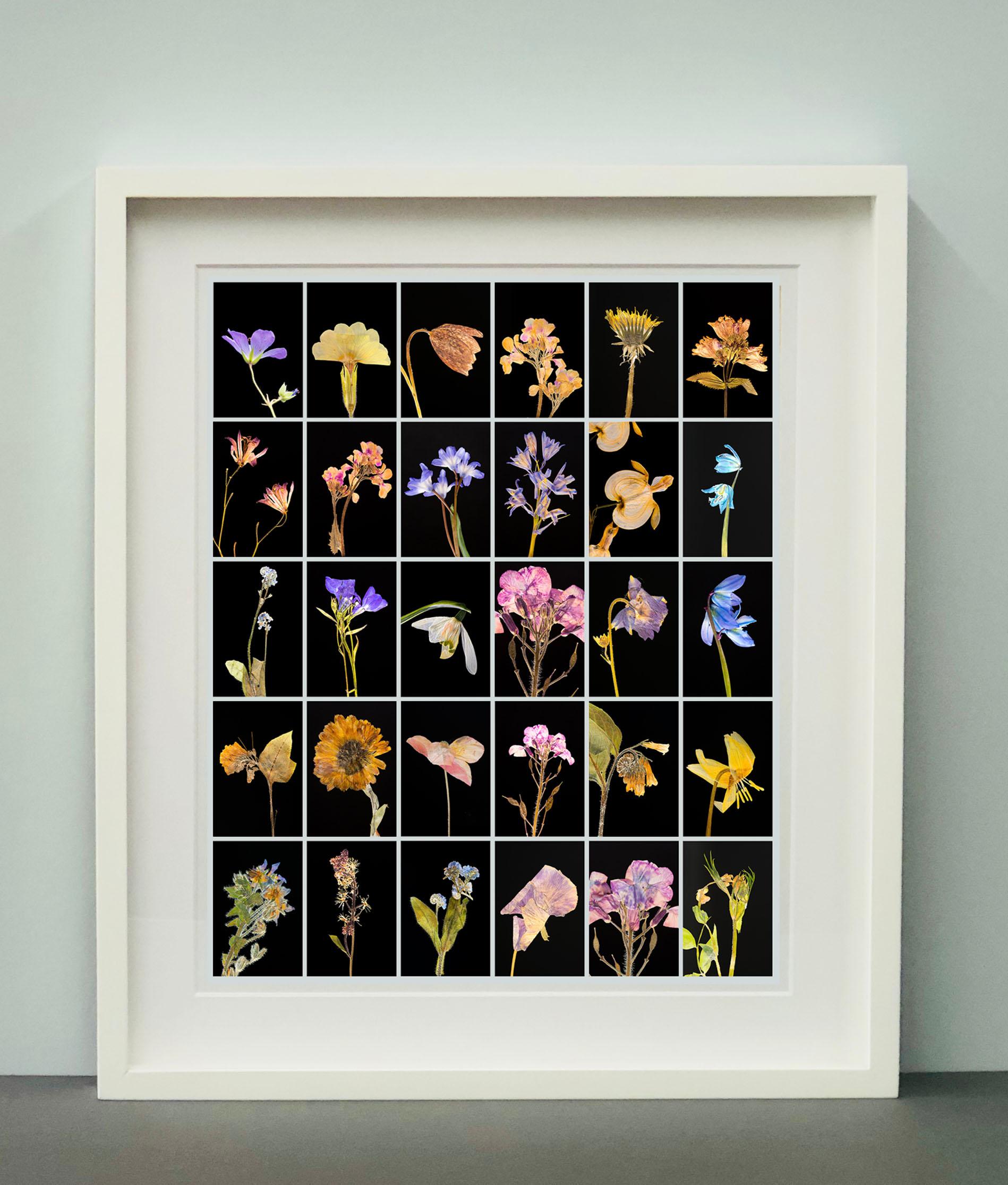Geranio - Impresiones fotográficas botánicas en color - Color Photograph Negro de Martin Parker