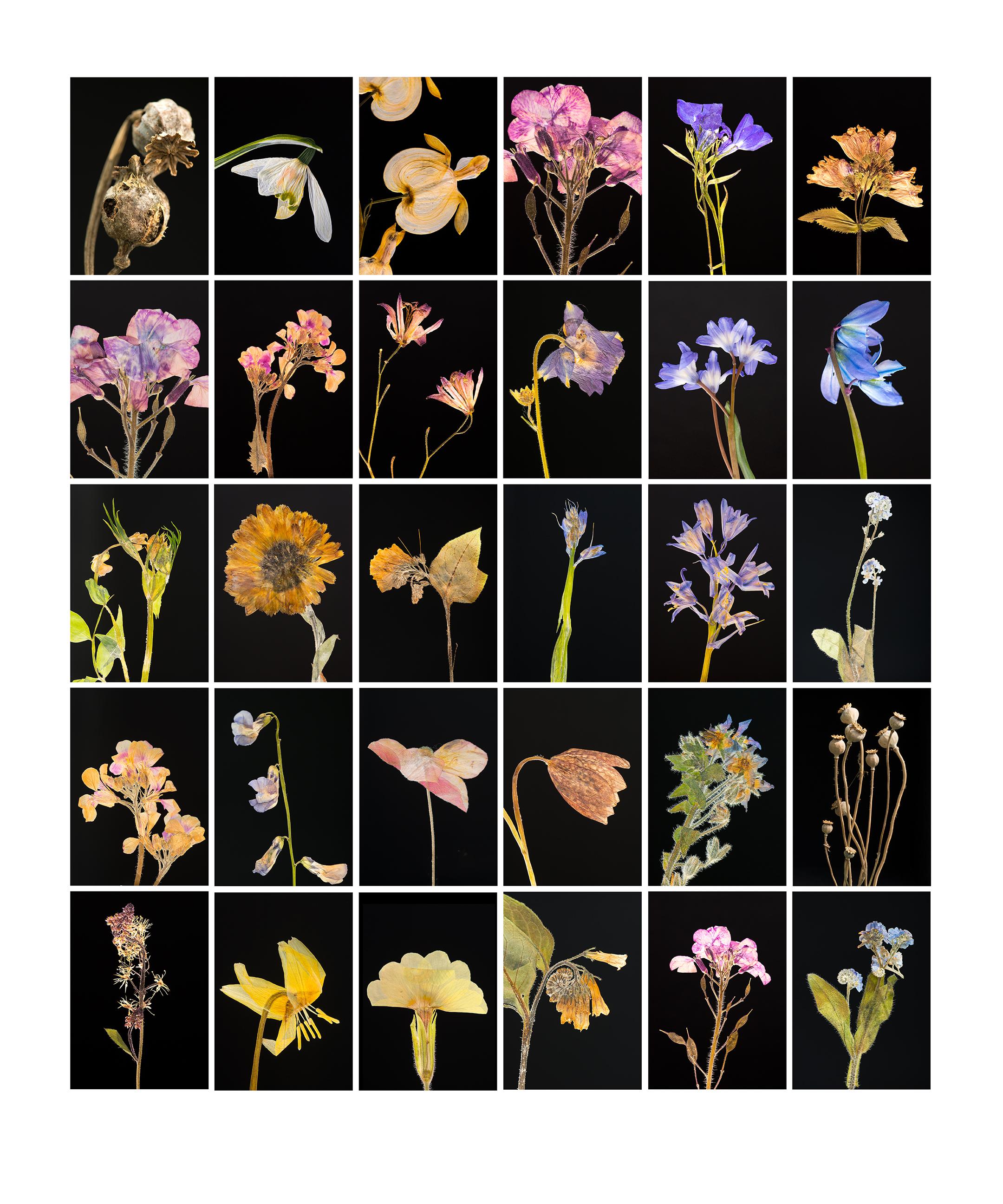 Coquelicot - Impressions photographiques botaniques en couleur