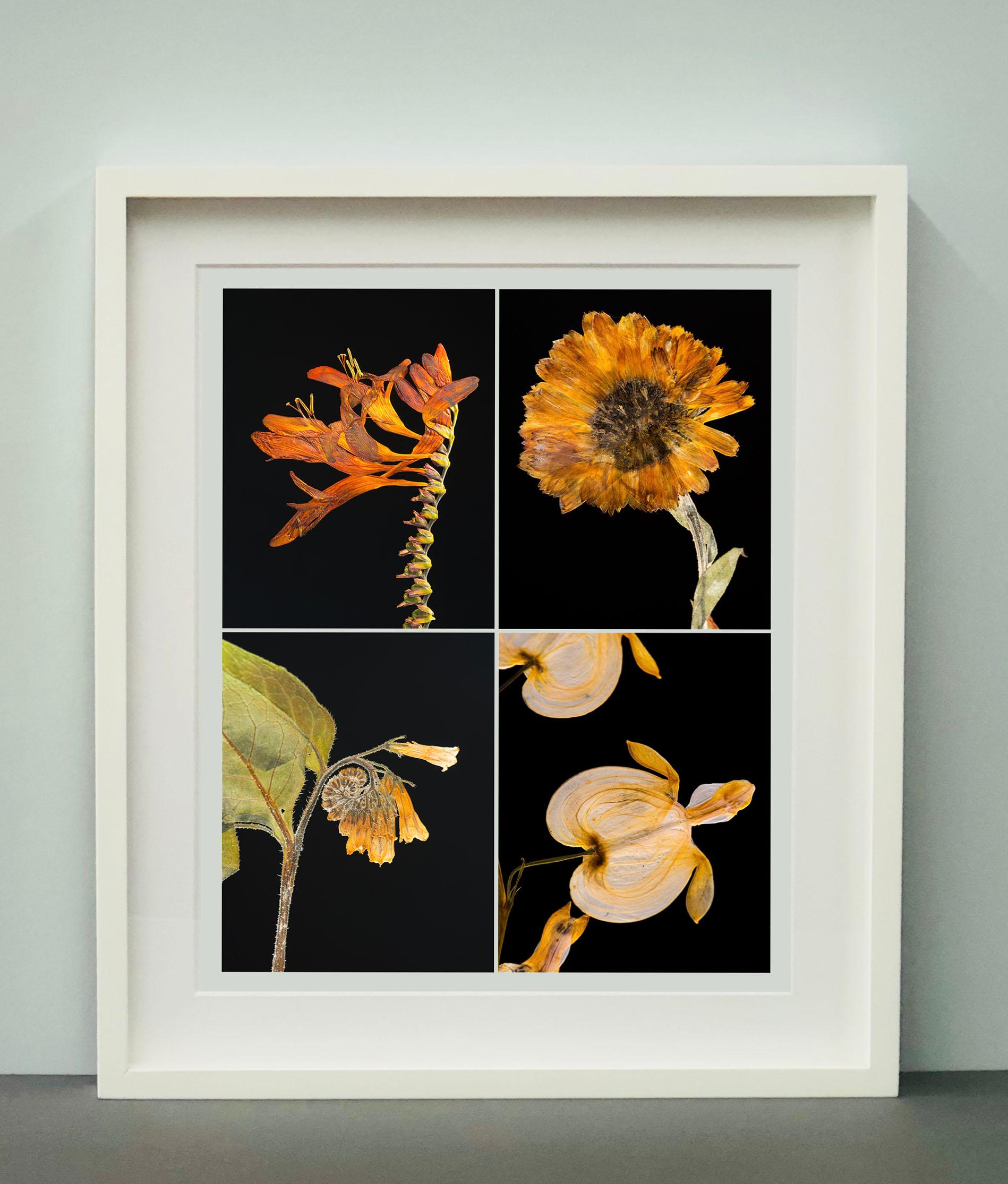 Crocosmia IV - Impressions de photographies botaniques en couleur - Noir Still-Life Photograph par Martin Parker