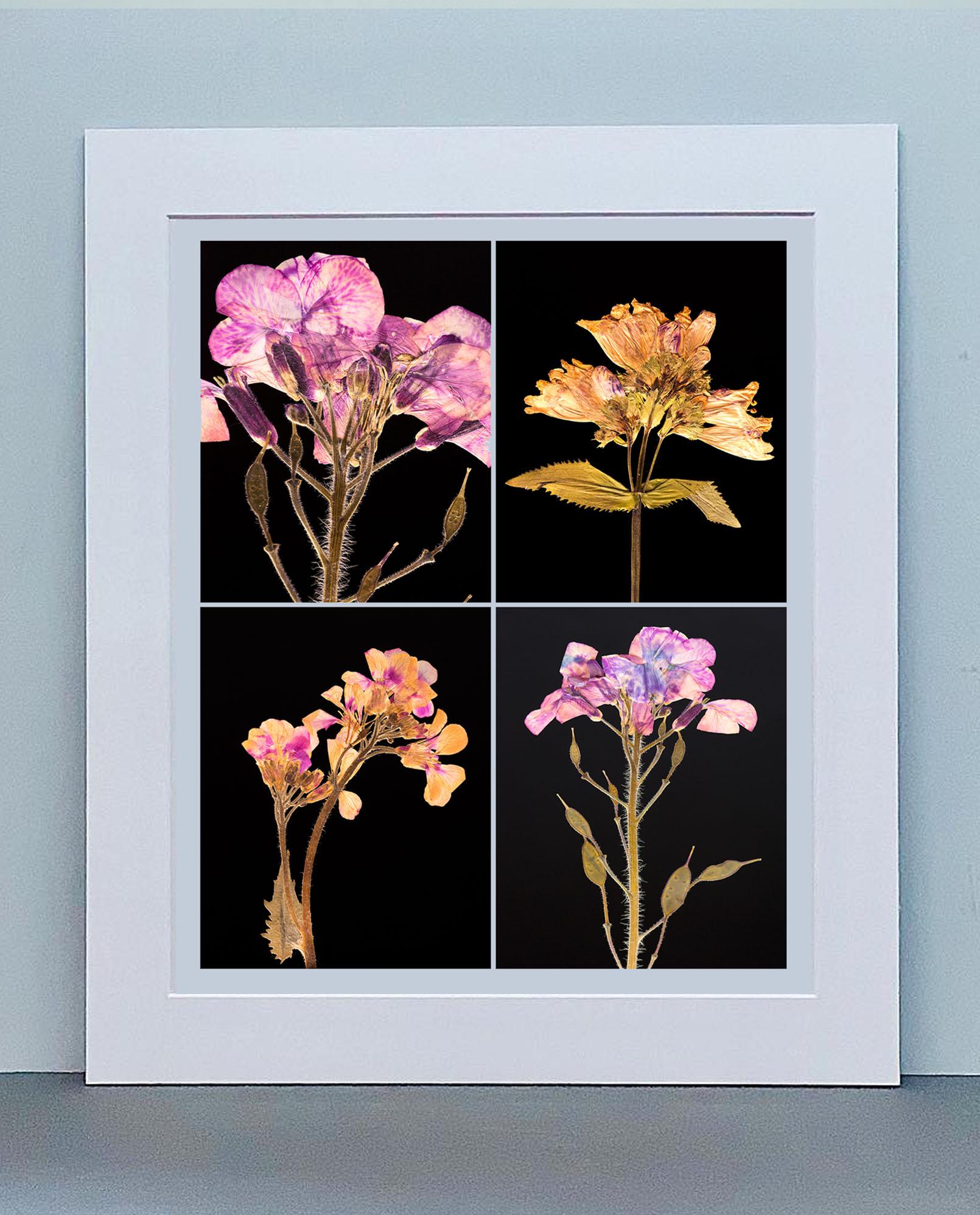 Honesty IV - Impressions photographiques botaniques en couleur - Photograph de Martin Parker