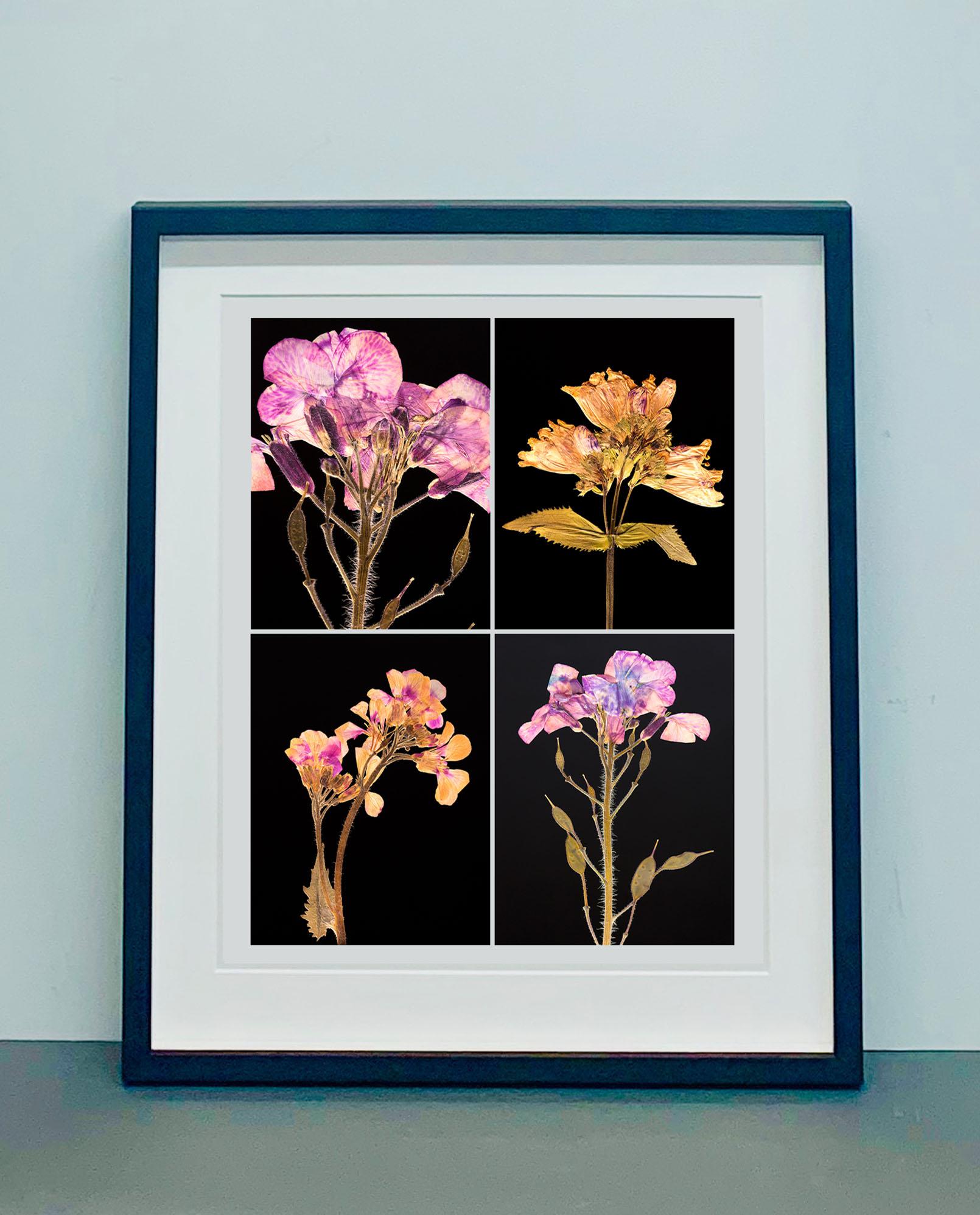 Honesty IV - Botanical Color Photography Prints - Black Still-Life Photograph by Martin Parker