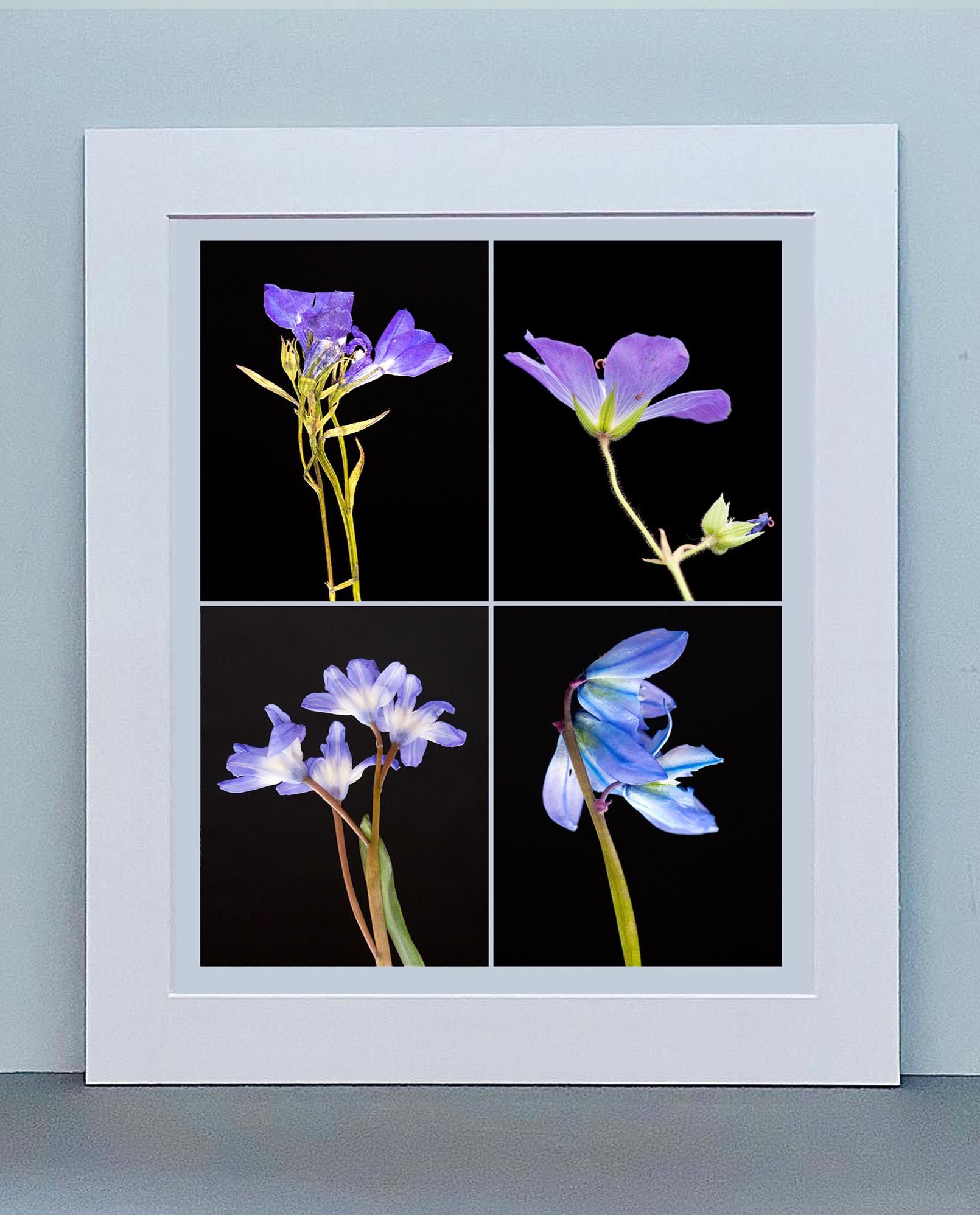 Lobelia IV - Botanical Color Photography Prints - Black Still-Life Photograph by Martin Parker