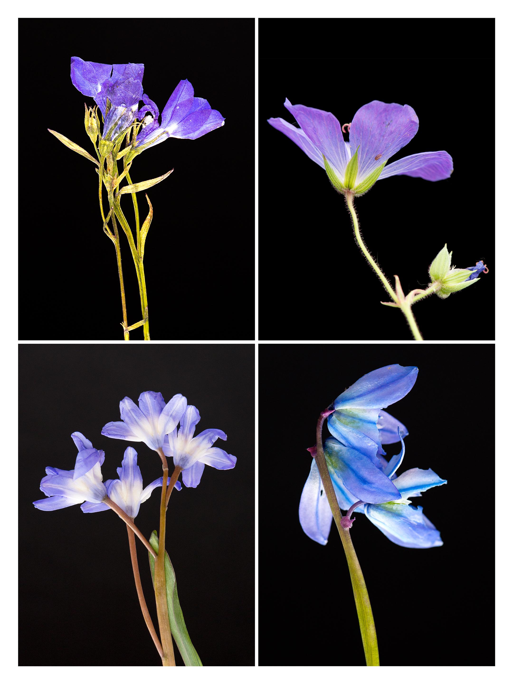 Martin Parker Still-Life Photograph - Lobelia IV - Botanical Color Photography Prints