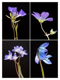 Lobelia IV - Impressions de photographies botaniques en couleur