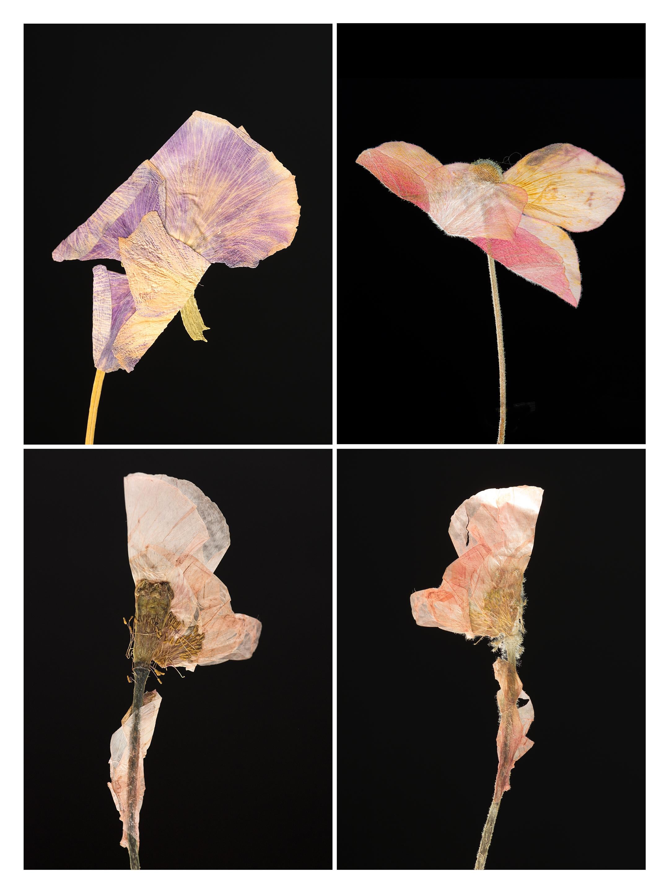 Martin Parker Still-Life Photograph - Pansy IV - Botanical Color Photography Prints