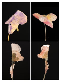 Pansy IV – botanische Farbfotografie Drucke