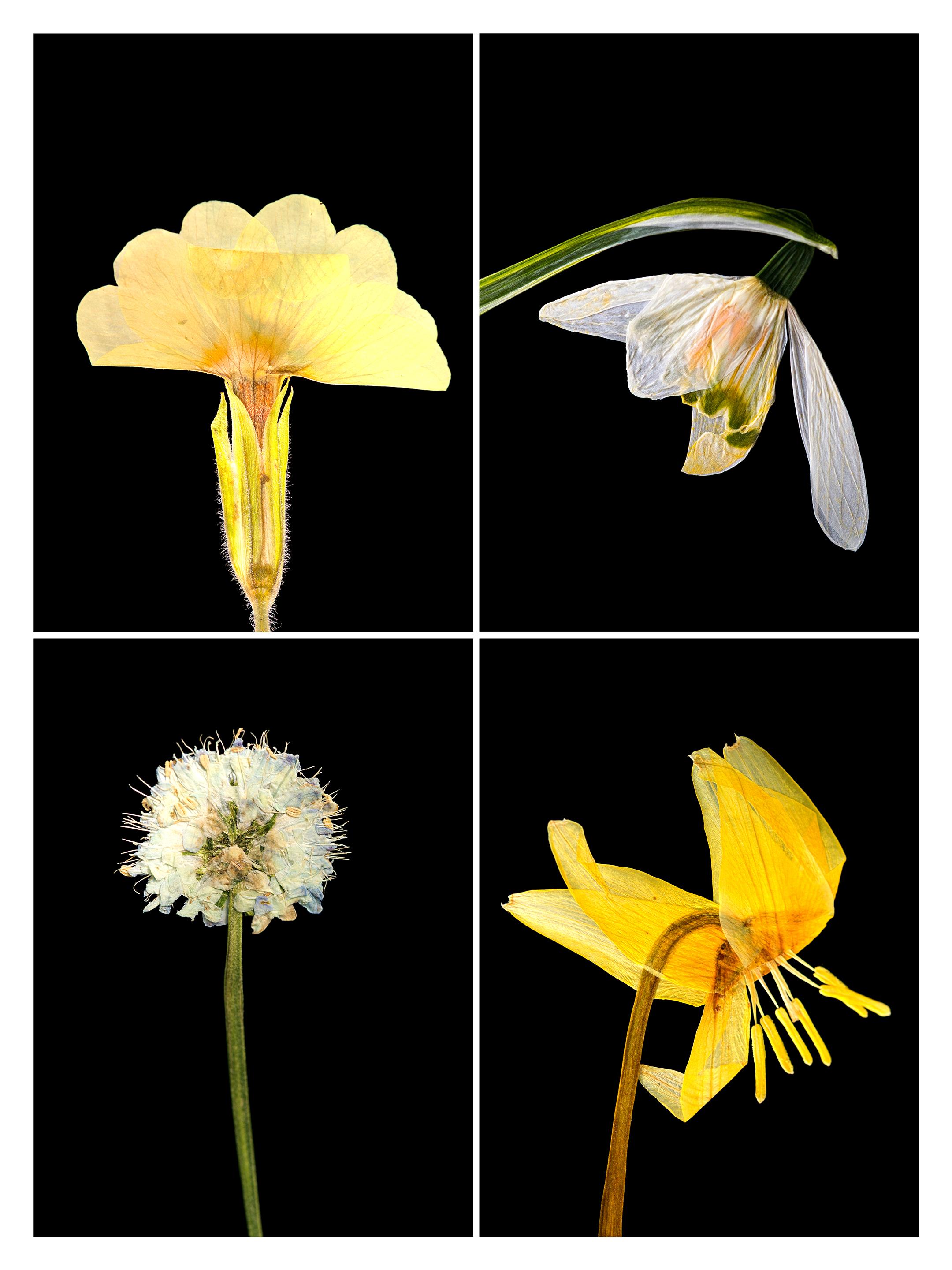 Martin Parker Still-Life Photograph - Primula IV - Botanical Color Photography Prints