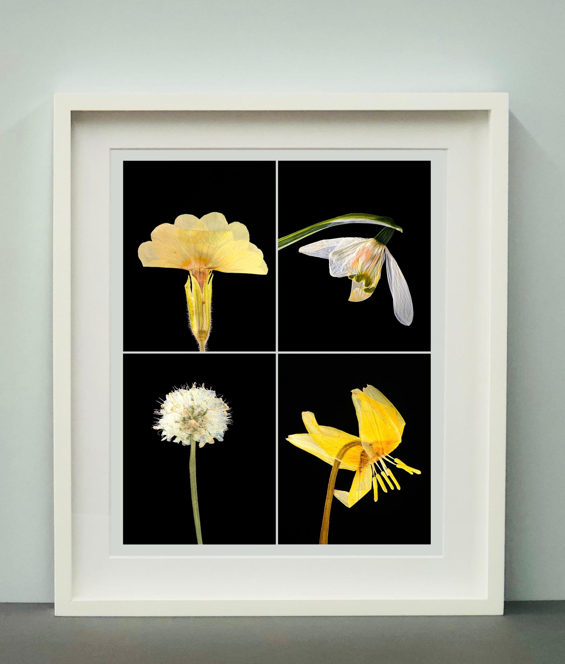 Prímula IV - Impresiones fotográficas botánicas en color - Still-Life Photograph Negro de Martin Parker